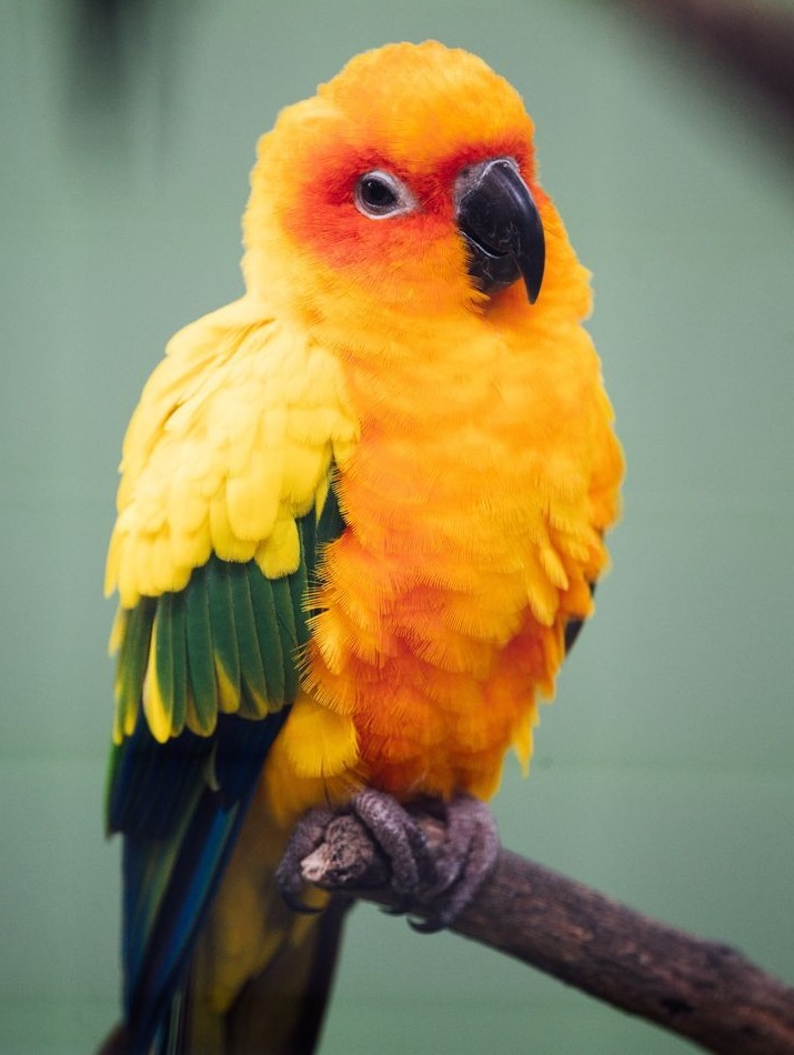Conure Soleil dans un arbre